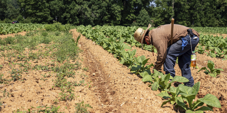Agronegócio responde por 26,3% dos empregos no Brasil e atinge recorde de 28,4 milhões de ocupados