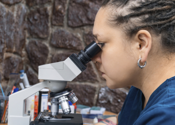 Descoberta brasileira com nanotecnologia pode reduzir perdas bilionárias causadas por percevejo na cultura da soja