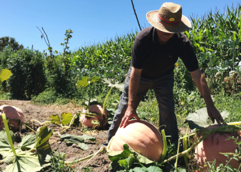 Cresol fortalece organização rural com antecipação do Plano Safra