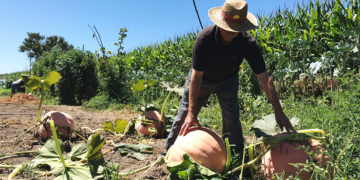 Cresol fortalece organização rural com antecipação do Plano Safra