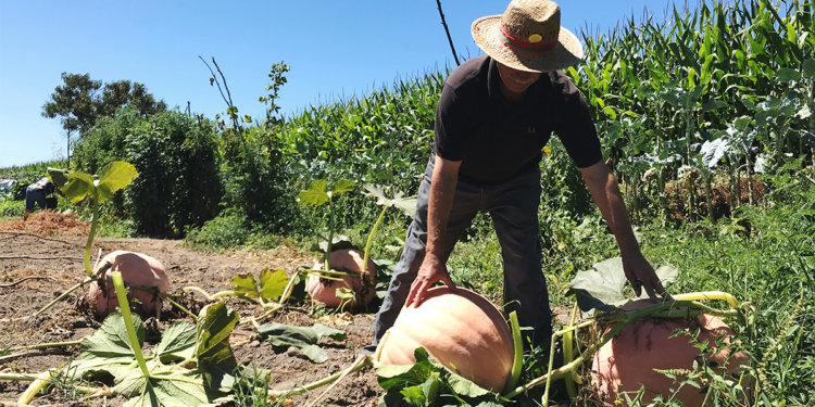 Cresol fortalece organização rural com antecipação do Plano Safra