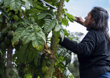 Modelo de carbono da Natura fortalece cooperativa amazonense com repartição de benefícios na própria cadeia