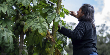 Modelo de carbono da Natura fortalece cooperativa amazonense com repartição de benefícios na própria cadeia