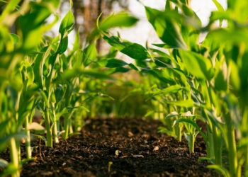 marketing influencia agro cooperativas