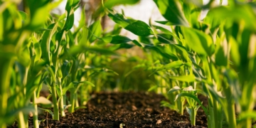 Marketing de Influência no Agro: Como Criadores de Conteúdo Estão Transformando a Comunicação das Cooperativas 8 marketing influencia agro cooperativas