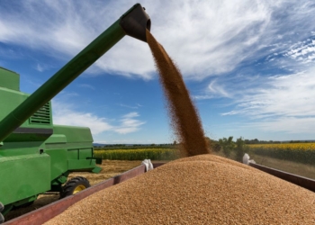 Brasil responde por cerca de 60% da expansão da soja nos últimos 20 anos
