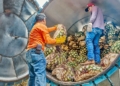 Plataforma Emprega Coop usa inteligência artificial para conectar talentos a cooperativas de crédito na Amazônia Legal