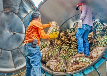 Plataforma Emprega Coop usa inteligência artificial para conectar talentos a cooperativas de crédito na Amazônia Legal 2 Plataforma Emprega Coop usa inteligência artificial para conectar talentos a cooperativas de crédito na Amazônia Legal