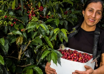 Maior grupo cooperativo de mulheres do café no mundo cresce 12,6% e chega a 2.179 cooperadas 2 1 26