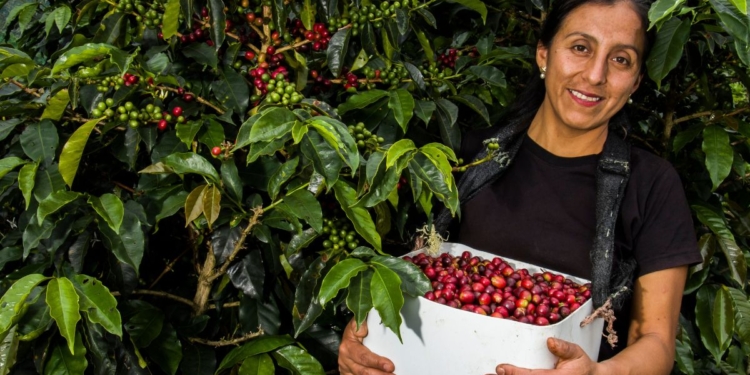 Maior grupo cooperativo de mulheres do café no mundo cresce 12,6% e chega a 2.179 cooperadas 1 1 26