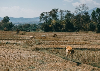 Falta de seguro rural e zoneamento defasado expõem produtores a eventos extremos, aponta estudo da EY 3 Falta de seguro rural e zoneamento defasado expõem produtores a eventos extremos, aponta estudo da EY