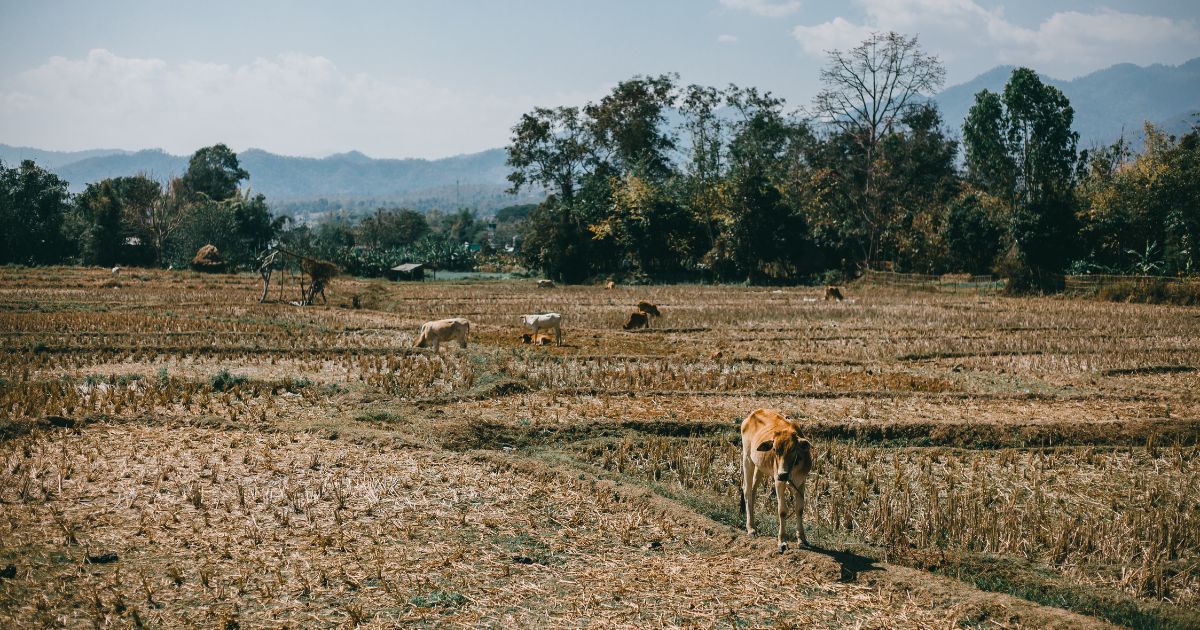 Falta de seguro rural e zoneamento defasado expõem produtores a eventos extremos, aponta estudo da EY 1 Falta de seguro rural e zoneamento defasado expõem produtores a eventos extremos, aponta estudo da EY