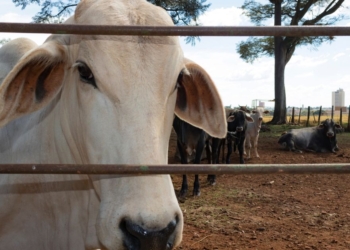 União Europeia confirma veto à carne, mel, peixe e tripas do Brasil