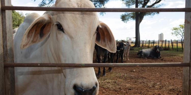 União Europeia confirma veto à carne, mel, peixe e tripas do Brasil 1 União Europeia confirma veto à carne, mel, peixe e tripas do Brasil