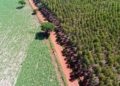Estudo revela papel do agronegócio na expansão das florestas brasileiras 29 Estudo revela papel do agronegócio na expansão das florestas brasileiras