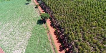 Estudo revela papel do agronegócio na expansão das florestas brasileiras 8 Estudo revela papel do agronegócio na expansão das florestas brasileiras