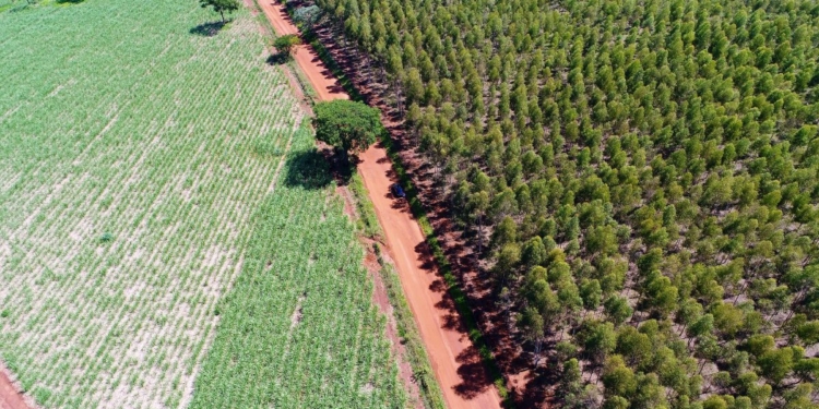 Estudo revela papel do agronegócio na expansão das florestas brasileiras 1 Estudo revela papel do agronegócio na expansão das florestas brasileiras