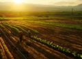 Cédulas de Produto Rural crescem e chegam a R$ 565 bilhões