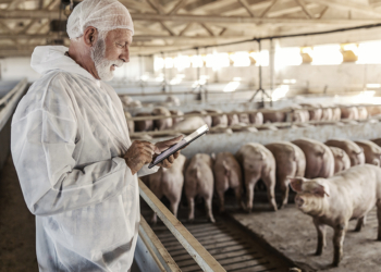 Cooperativa Cotripal usa ultrassom e aplicativo para classificar potencial de desenvolvimento animal na pecuária de precisão 2 Cooperativa Cotripal usa ultrassom e aplicativo para classificar potencial de desenvolvimento animal na pecuária de precisão