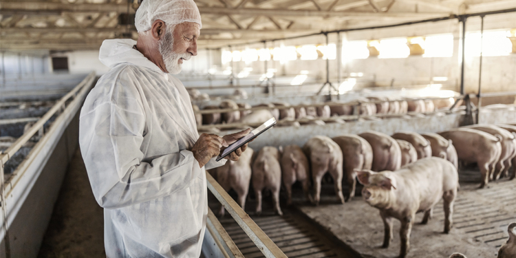 Cooperativa Cotripal usa ultrassom e aplicativo para classificar potencial de desenvolvimento animal na pecuária de precisão 1 Cooperativa Cotripal usa ultrassom e aplicativo para classificar potencial de desenvolvimento animal na pecuária de precisão