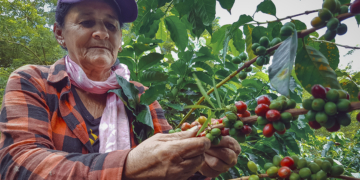 Cooperativa Lacoop Amazônia responde por 70% dos cafés premiados em RO com robusta exportado à Ásia e Europa 8 Cooperativa Lacoop Amazônia responde por 70% dos cafés premiados em RO com robusta exportado à Ásia e Europa