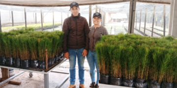 Plano Safra fortalece produção de mudas e impulsiona reflorestamento em Santa Catarina 8 Plano Safra fortalece produção de mudas e impulsiona reflorestamento em Santa Catarina