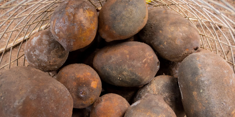 Cooperativa RECA transforma semente de cupuaçu em matéria-prima para cosméticos e cupulate na Amazônia 1 Cooperativa RECA transforma semente de cupuaçu em matéria-prima para cosméticos e cupulate na Amazônia