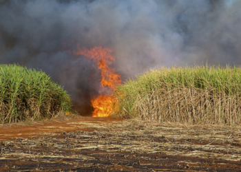 Ministérios da Agricultura e Desenvolvimento Agrário discutem medidas para proteger produtores de efeitos do El Niño