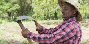 Cooperativas articulam derrubada de veto a projeto que mantém benefícios sociais para trabalhadores temporários da safra 8 Cooperativas articulam derrubada de veto a projeto que mantém benefícios sociais para trabalhadores temporários da safra