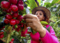 Cooperativa Expocacer exporta cafés especiais produzidos por mulheres do Cerrado Mineiro