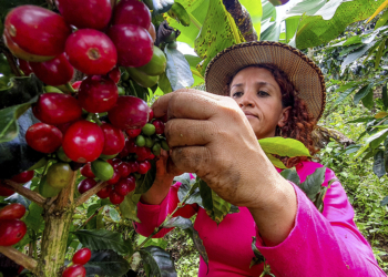 Cooperativa Expocacer exporta cafés especiais produzidos por mulheres do Cerrado Mineiro 2 Cooperativa Expocacer exporta cafés especiais produzidos por mulheres do Cerrado Mineiro