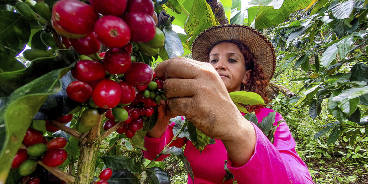 Cooperativa Expocacer exporta cafés especiais produzidos por mulheres do Cerrado Mineiro