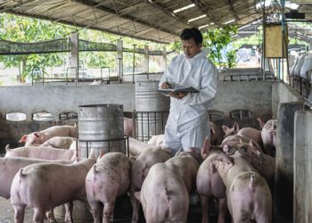 Frimesa responde por 52% do mercado de carne suína no Paraná e 8% das exportações brasileiras do segmento