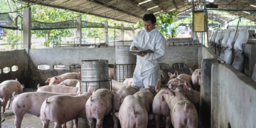 Frimesa responde por 52% do mercado de carne suína no Paraná e 8% das exportações brasileiras do segmento