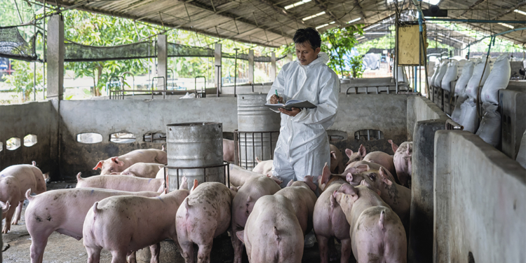 Frimesa responde por 52% do mercado de carne suína no Paraná e 8% das exportações brasileiras do segmento 1 Frimesa responde por 52% do mercado de carne suína no Paraná e 8% das exportações brasileiras do segmento