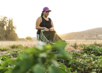 Carteira rural das cooperativas chega a R$ 153 bi com 88% das operações sem seguro 2 Carteira rural das cooperativas chega a R$ 153 bi com 88% das operações sem seguro