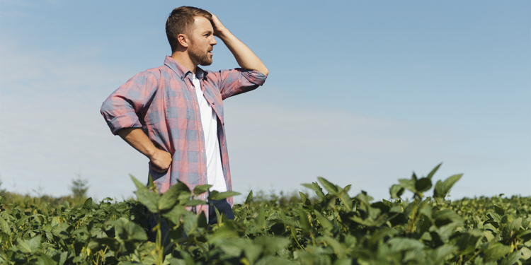 Cooperativas de crédito veem ausência de seguro rural robusto como risco para carteiras de crédito agropecuário 1 Cooperativas de crédito veem ausência de seguro rural robusto como risco para carteiras de crédito agropecuário