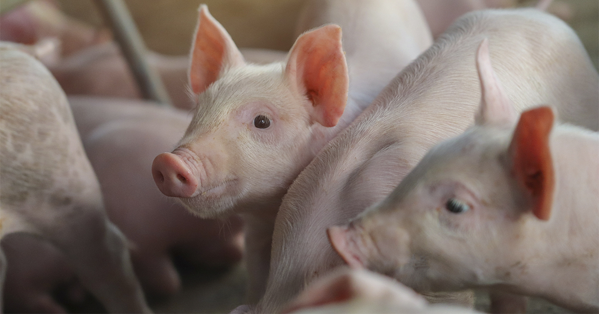 Preço do suíno vivo cai ao menor nível desde 2006, mas exportações quebram recorde histórico 3 SUINO 1