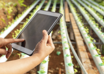 Inteligência artificial preditiva chega ao campo via celular para reduzir riscos na lavoura