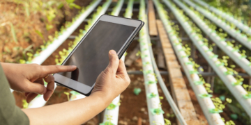 Inteligência artificial preditiva chega ao campo via celular para reduzir riscos na lavoura