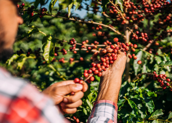 Conheça a Lacoop Amazônia, cooperativa que transformou o robusta amazônico em café premiado internacionalmente 2 sasfas