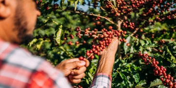 Conheça a Lacoop Amazônia, cooperativa que transformou o robusta amazônico em café premiado internacionalmente 10 sasfas