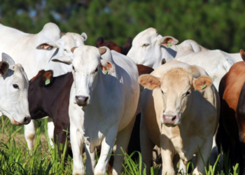 Produção de carne bovina do Brasil deve cair em 2026 em meio a tarifas e barreiras comerciais