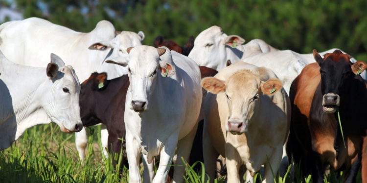 Produção de carne bovina do Brasil deve cair em 2026 em meio a tarifas e barreiras comerciais