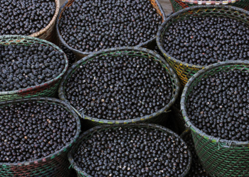 Embrapa transforma resíduo do açaí em nanofertilizante para fotossíntese. Foto: Ronaldo Rosa
