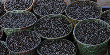 Embrapa transforma resíduo do açaí em nanofertilizante para fotossíntese. Foto: Ronaldo Rosa
