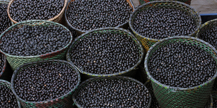 Embrapa transforma resíduo do açaí em nanofertilizante para fotossíntese. Foto: Ronaldo Rosa