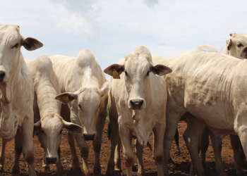 Agro avança em junho na contramão do restante da economia