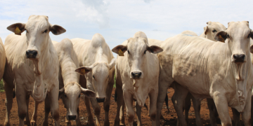 Agro avança em junho na contramão do restante da economia