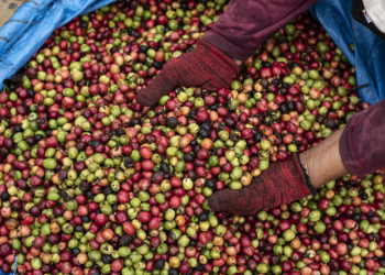 El Niño pode ser o mais forte desde 1950 e amplia risco para soja e café no Brasil 2 El Niño pode ser o mais forte desde 1950 e amplia risco para soja e café no Brasil